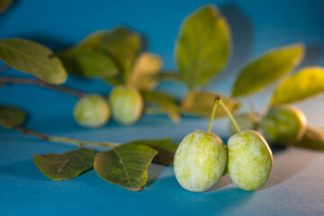 plums with foliage on a blue background