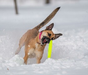 A dog plays with a disc in the snow