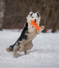 A dog plays with a disc in the snow