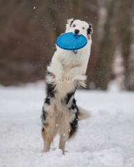 A dog plays with a disc in the snow