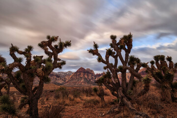 joshua tree in the mojave desert