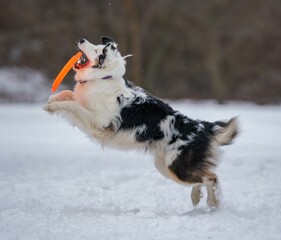 A dog plays with a disc in the snow