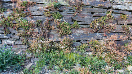 Mit Wildpflanzen bewachsene Natursteinmauer am Rotweinwanderweg in Rech