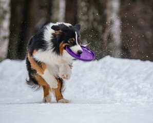A dog plays with a disc in the snow