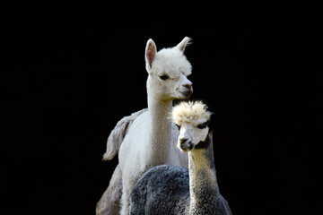 Portrait of Two Alpacas