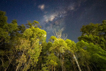 The milky way above beautiful gum trees at night