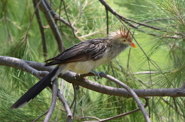 Pirincho - Guira guira