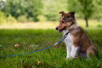 A wet faced Shetland Sheepdog puppy sits and watches the children play in the sprinkler on a hot summer day in Maine.