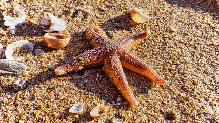 Etoile de mer et ses coquillages sur la sable