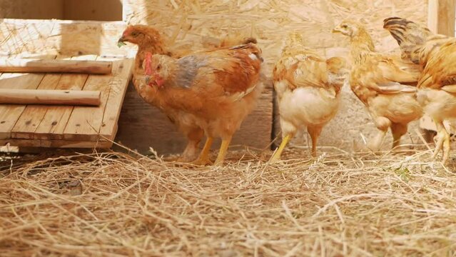 Small brown chickens walk in bird enclosure. Free movement, village farm, subsistence eco farm for eggs. concept of love for pets. take away food slow motion