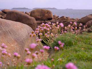 Cote de granite rose