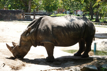 Close up Grey Rhinoceros on the yard