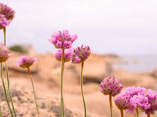 Obraz premium Fleurs sur la Cote de granite rose en Bretagne
