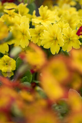 Ornamental blooming spring primrose flowers.
