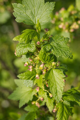 Close-up of an blackcurrant flower on a bush.