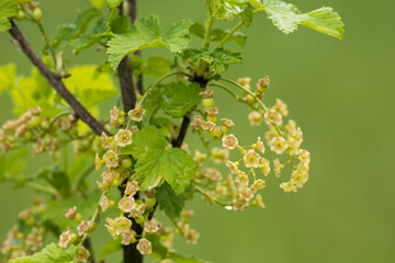 Red currant flowers on a bush twig.