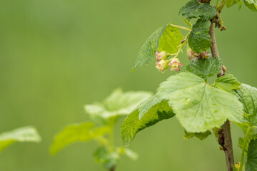Red currant flowers on a bush twig.
