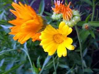 The opened and unopened Calendula flowers are yellow and orange with green stems and leaves.