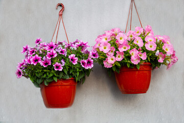 Hanging planters with red pink lilac petunia flowers on the facade of the house building. Landscaping of cities.