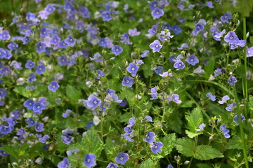 Field of wildflowers. Forget-me-nots. Myosotis. Purple Flowers. Small Flowers.