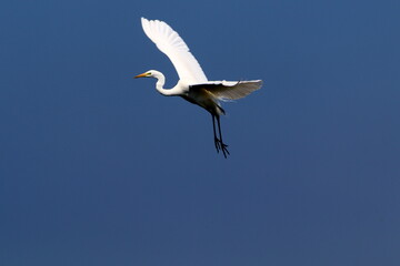 White heron on the shores of the Mediterranean Sea.