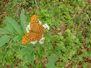 butterfly on flower