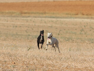 Fototapeta premium greyhound race fast dog domestic animal field hare hunting