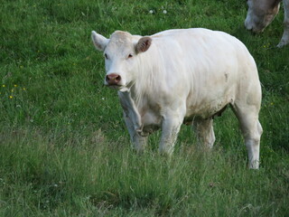 beautiful calves grazing in the meadow quietly happy farm animals