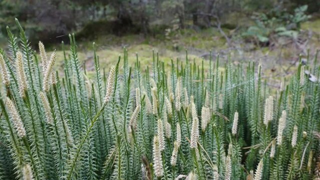 The blooming stiff clubmoss plants in the field in Estonia