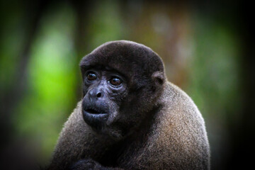 Obraz premium Humboldt's woolly monkey (Lagothrix lagothricha)