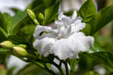 White crepe jasmine Tabernaemontana flower on natural background. Close-up.