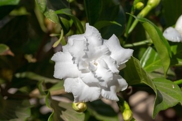 White crepe jasmine Tabernaemontana flower on natural background. Close-up.