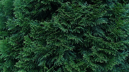 green fern background