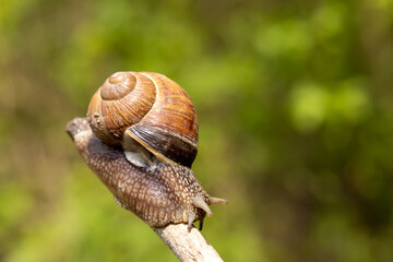 A large snail close-up crawls on a stick on a blurred background. Selective focus.