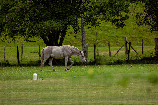 Cavalo trotando