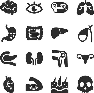 Human organs icons set. Internal organs. Anatomy. Monochrome black and white icon.