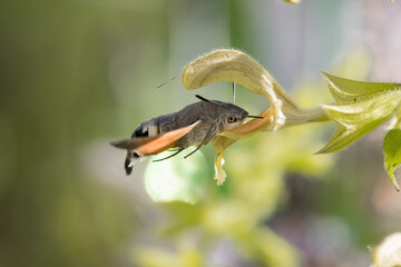 Taubenschwänzchen im Garten, an einer Blume