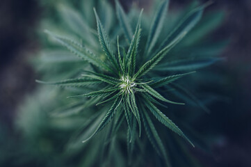 flower marijuana medical cannabis plantation