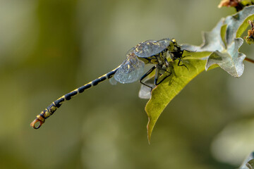 Gelbe Keiljungfer am fressen - libelle
