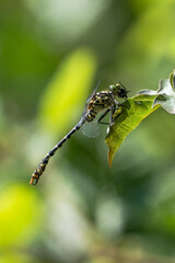 Gelbe Keiljungfer am fressen - libelle