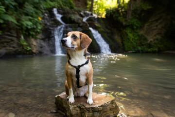 a dog traveling near a waterfall