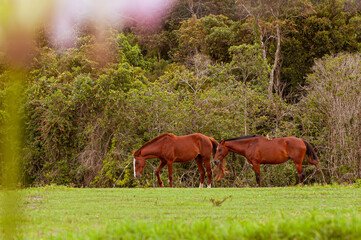 Fototapeta na wymiar Cavalos castanhos