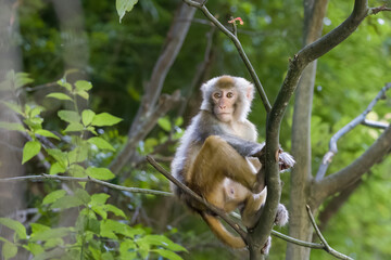 Japanese macaque sitting on a tree