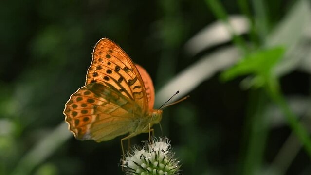 Silver-washed fritillary butterfly (Argynnis paphia) on a flower.