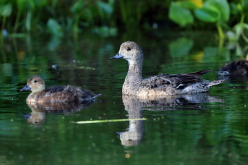 Anas penelope. Female Wigeon swims among the thickets in the Arctic