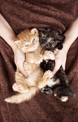 Britisch Kurzhaar Kitten Katze edel und imposant