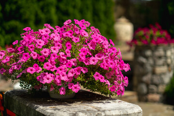Baskets with pink petunia flowers in the courtyard of the house. Petunia flower in an ornamental plant.