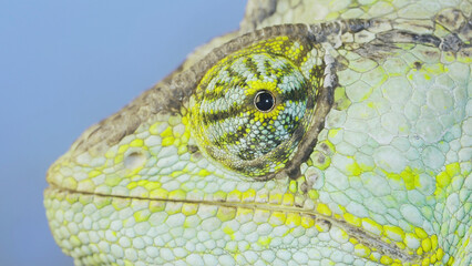 Close-up portrait of Veiled chameleon looks at on camera lens, on blue sky background. Veiled chameleon, Cone-head chameleon or Yemen chameleon (Chamaeleo calyptratus)   © Andriy Nekrasov