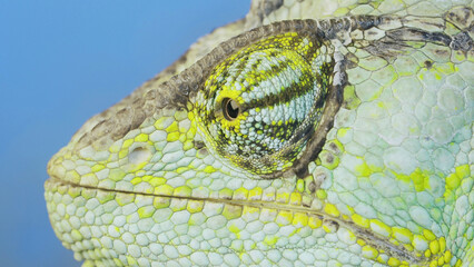 Close-up portrait of Veiled chameleon on blue sky background. Veiled chameleon, Cone-head chameleon or Yemen chameleon (Chamaeleo calyptratus)  
