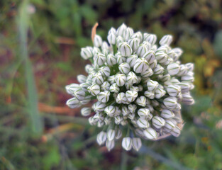 White Onion flower.